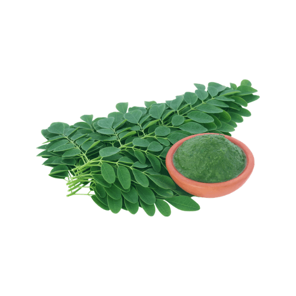 সজিনাপাতা গুঁড়া